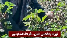نورت يا قطن النيل.. فرحة المزارعين بجني الذهب الأبيض من حقول أسيوط