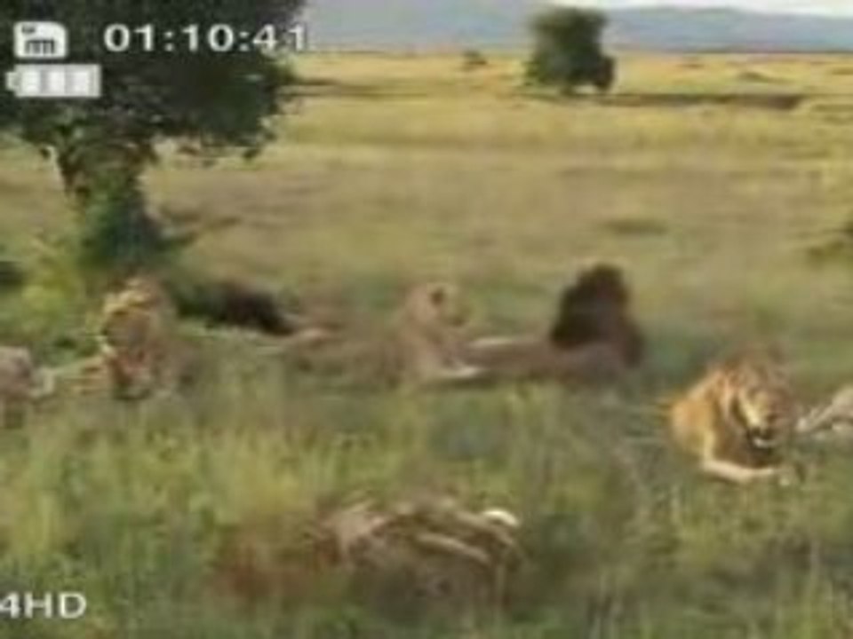 Le rap de la savane ! MDR