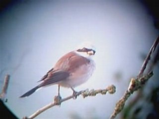 Digiscopie : La pie grièche écorcheur