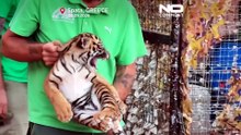 Суматранским тигрятам в греческом зоопарке делают первые медосмотры