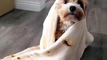 This One Deserves A Replay 🤣 [480]