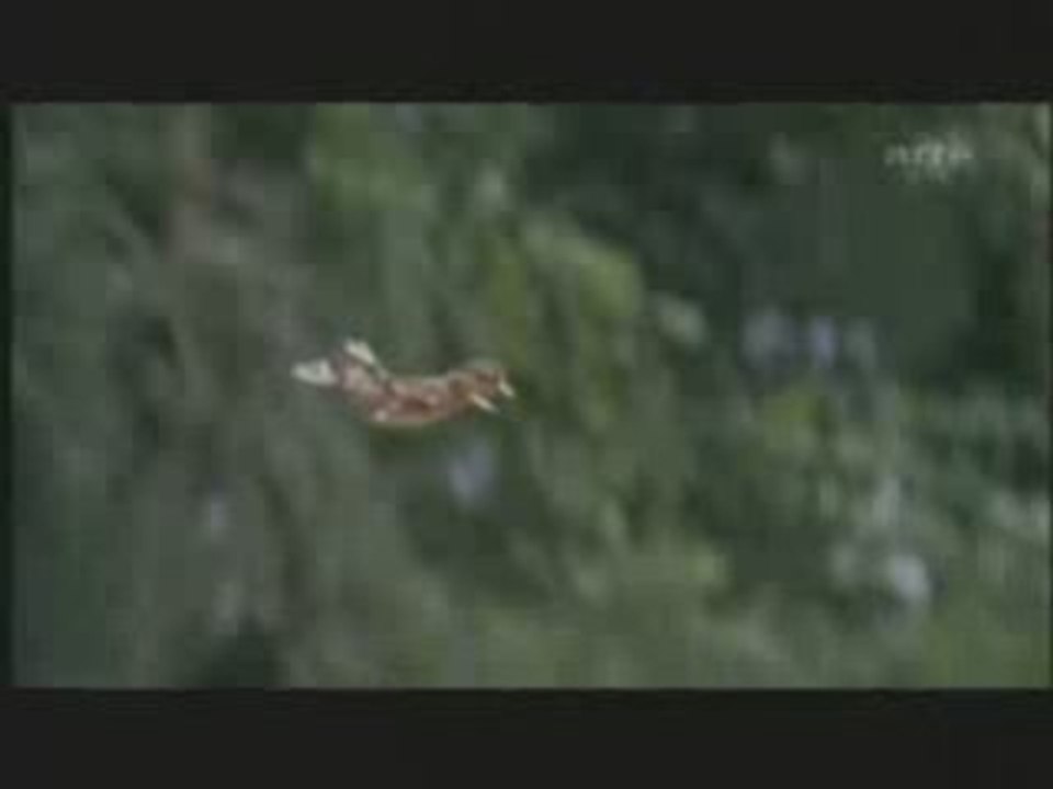 petit canard volant
