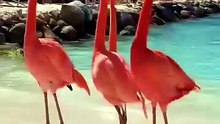 Interesting Facts About Flamingo in Hindi & Urdu 🦩 | Do You Know Why Flamingos Are Pink?