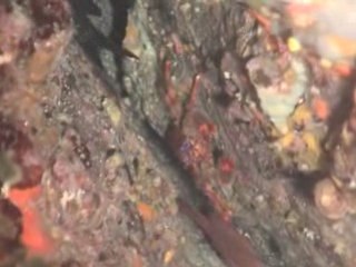 Plongée de nuit 2007