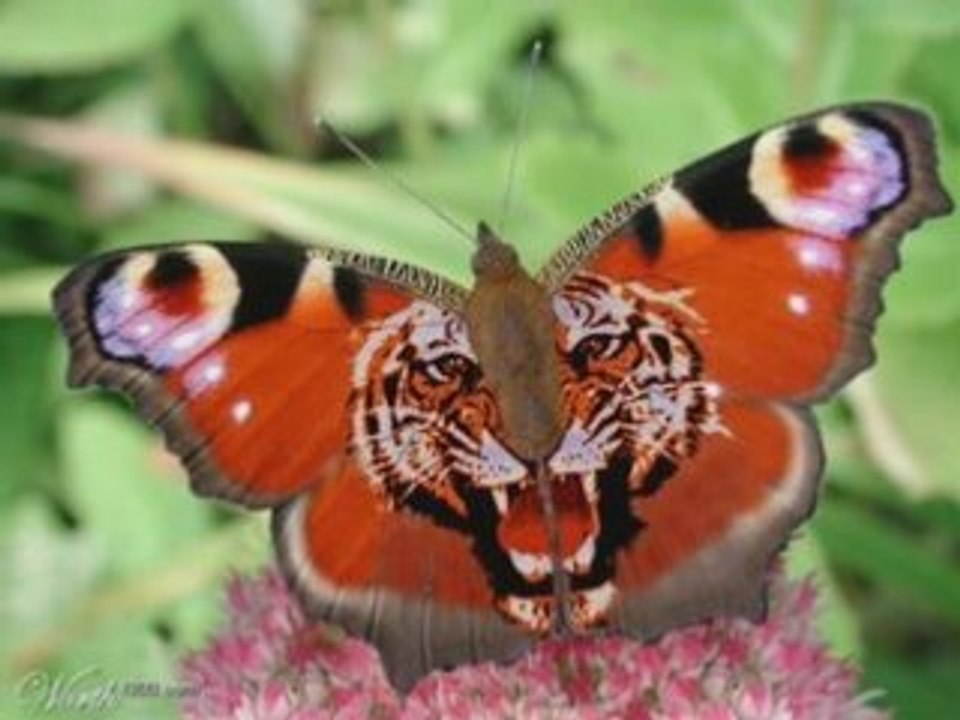 Animaux marrant