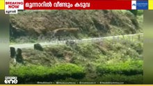 മൂന്നാറിൽ വീണ്ടും കടുവ; സൈലന്റ് വാലി റോഡിലാണ് കടുവയിറങ്ങിയത്