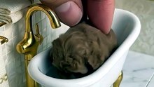 This Puppy's Spa Day Melted My Heart! 🥹