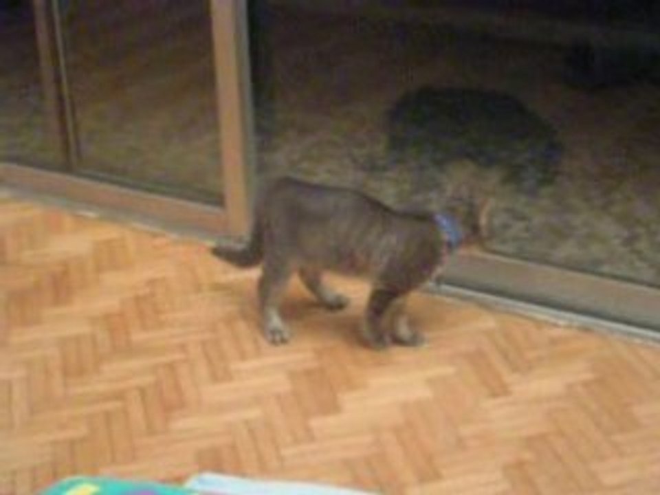 Chat joueur