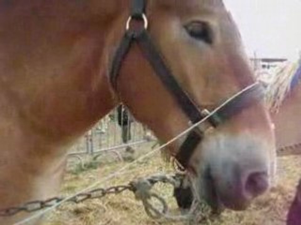 Foire de Libramont, Ardennais