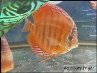 Discus aqualoury.fr.gd poissons des eaux continentales...
