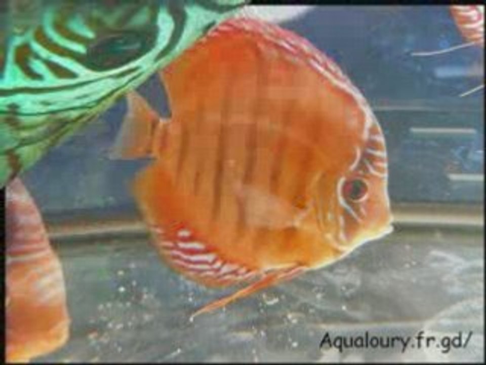 Discus aqualoury.fr.gd poissons des eaux continentales...