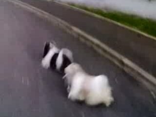 Rixie et ses copains