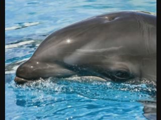 Toi mon ami le dauphin