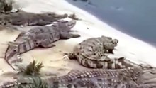 Hilarious Fearless Ducks Boldly Walk Past Sleeping Crocodile Without Any Panic Or Hesitation