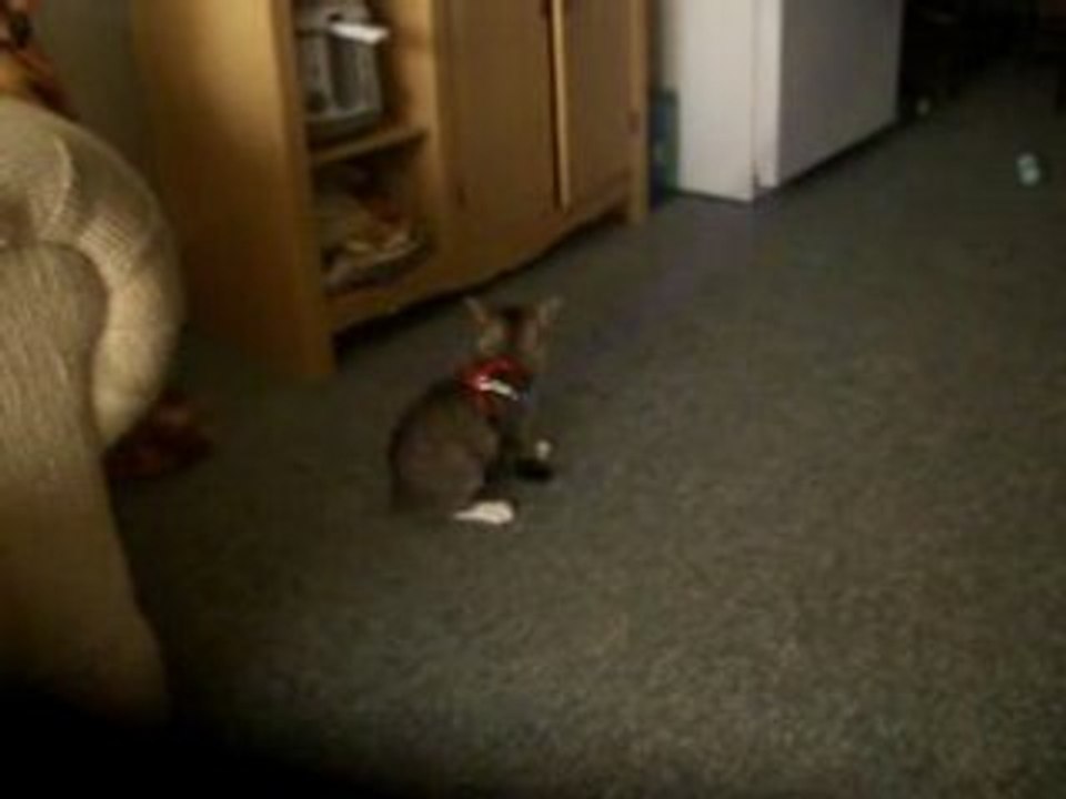 cats new lish!