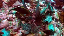 Deep Relationships @ Spy In The Ocean 深海情谊