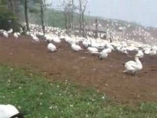 Fous de Bassan (île Bonaventure, Gaspésie, Québec)