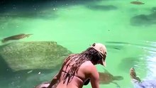 Baignade avec des tortues... risqué
