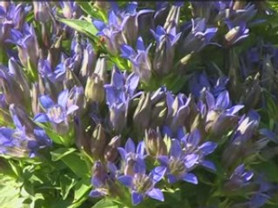 Unser Garten im Sommer 2008