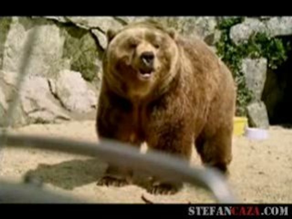 Pub radio Magic FM (Angleterre) : bears attitude