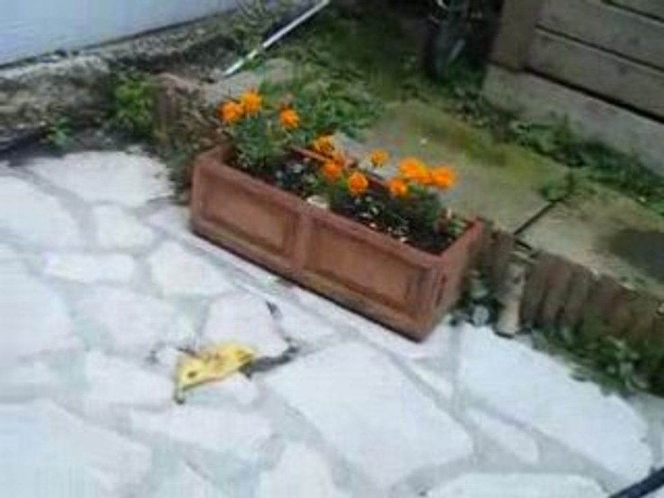 fouettage de banane
