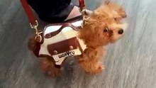 Handsfree Dog Carrier Bag – Comfy Sling for Small Dogs & Cats Up to 10 lbs 🐾