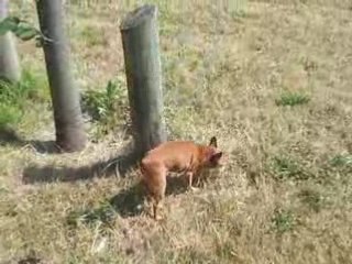NINA promene-1