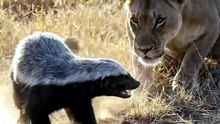 This Lioness Outweighs Her Target by 10x — And Still Backs Down | Honey Badger vs Lion | Deep Wildlife