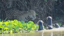 Fearless Otter Family Take On Pair Of Jaguars | Wild-ish TV