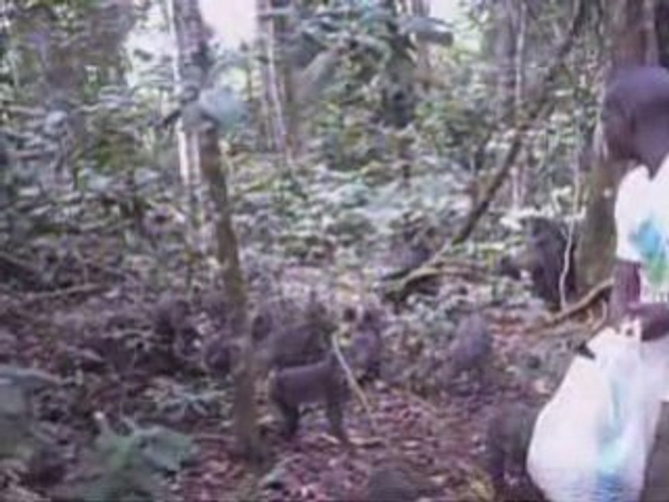 Mandrills