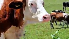 Por que 'gado' virou uma das palavras mais usadas na internet brasileira? #Shorts
