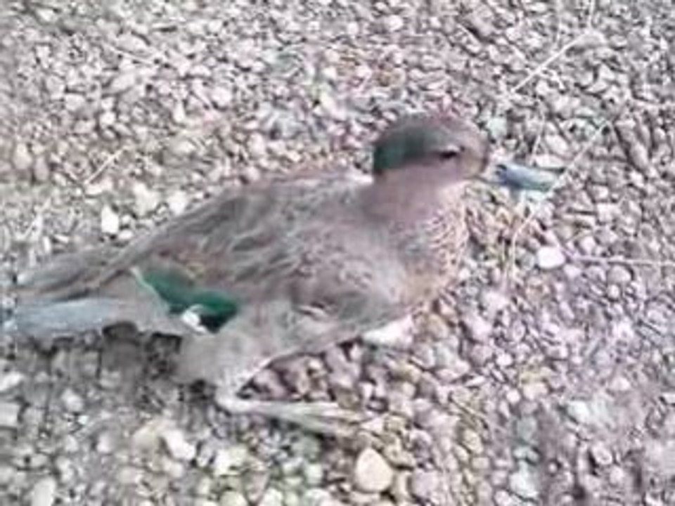 Mon male de sarcelle