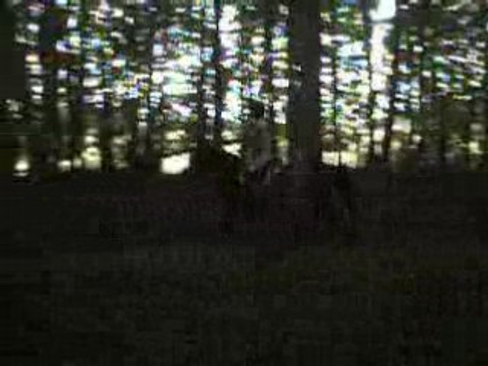 croos dans la fôret #2