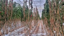 London growers warn heatwaves are damaging peppers and pushing up costs