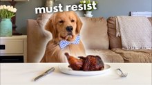 Golden Retriever Left Alone with a Whole Chicken