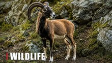 Mouflon Ram on Rocky Mountain Trail | Hidden Wildlife Camera Footage