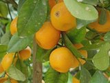 picking oranges in greece