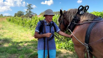 Pralong : Le cheval fait son retour dans les vignes du Forez