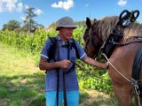Pralong : Le cheval fait son retour dans les vignes du Forez