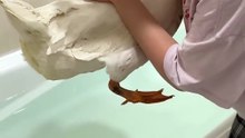 Со звуком!