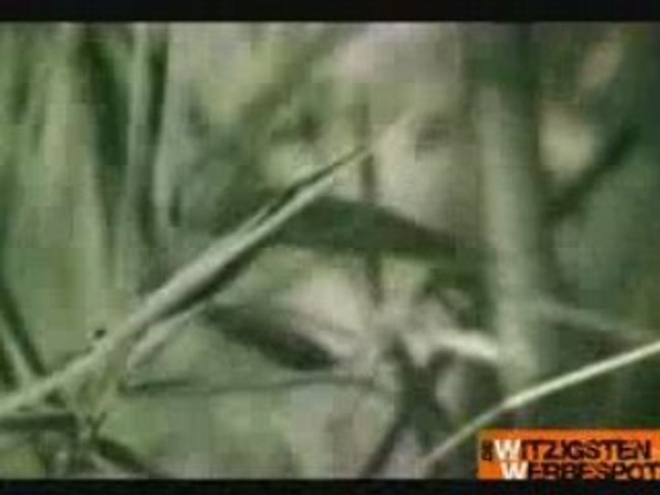 kung fu