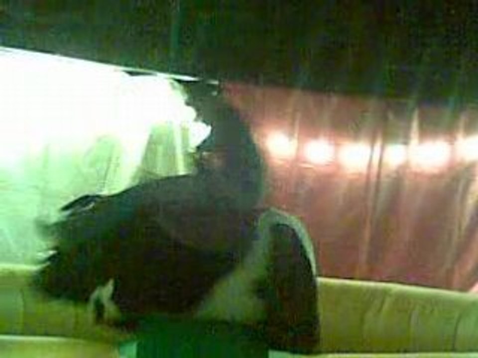 hassen rodeo, vive la chute