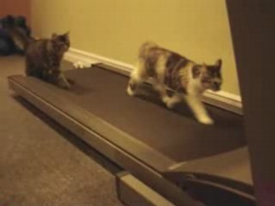 Chat qui marche