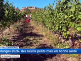 Des vendanges pr&eacute;coces pour pr&eacute;server la qualit&eacute; du raisin / Les b&ucirc;cherons s'adaptent &agrave; la s&eacute;cheresse et aux incendies / Un agriculteur repr&eacute;sente le d&eacute;partement &agrave; un concours national