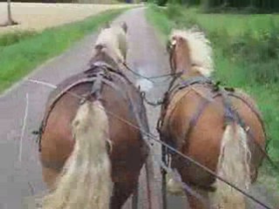Harmonie et Sisie