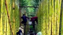 People working hard in the sugarcane fields