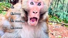 Ranking the Funniest Monkey Moments 😂🐒 | Try Not to Laugh!