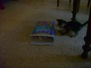 Jouent avec une boite de céréales