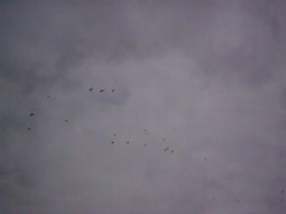 Passée du soir en juillet 2008 (1)