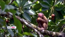 BALD UAKARI MONKAY